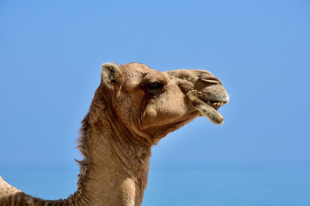 dromedarios